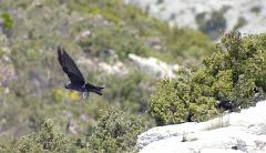 44 - 08 05 04 - La Gardiole - Candelle   - DSLR-A100